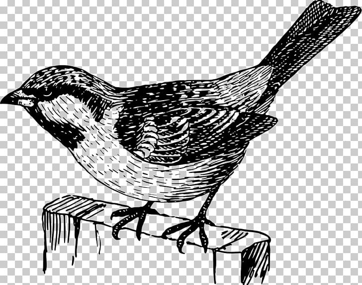 Beak Wren Drawing Galliformes PNG, Clipart, Art, Beak, Bird, Black And White, Drawing Free PNG Download