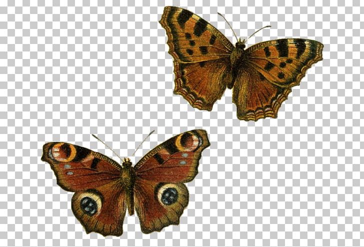 Butterfly PNG, Clipart, Arthropod, Blue, Brush Footed Butterfly, Butterfly, Butterfly Clipart Free PNG Download
