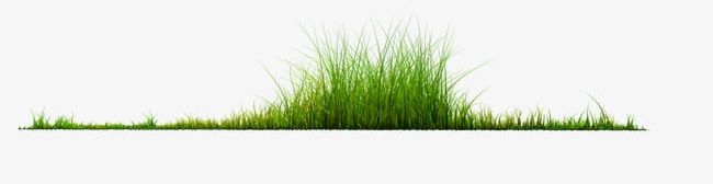 Plant Grass PNG, Clipart, Abstract, Brand, Family, Graphics, Grass Free PNG Download