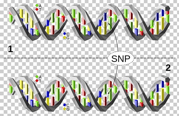 Single-nucleotide Polymorphism Haplotype Genetic Variation PNG, Clipart, Adenine, Allele, Area, Base Pair, Brand Free PNG Download