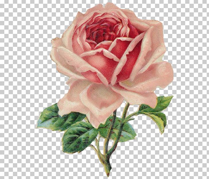 Vintage Roses: Beautiful Varieties For Home And Garden Decorative Borders PNG, Clipart, Antique, Artificial Flower, China Rose, Color, Cut Flowers Free PNG Download