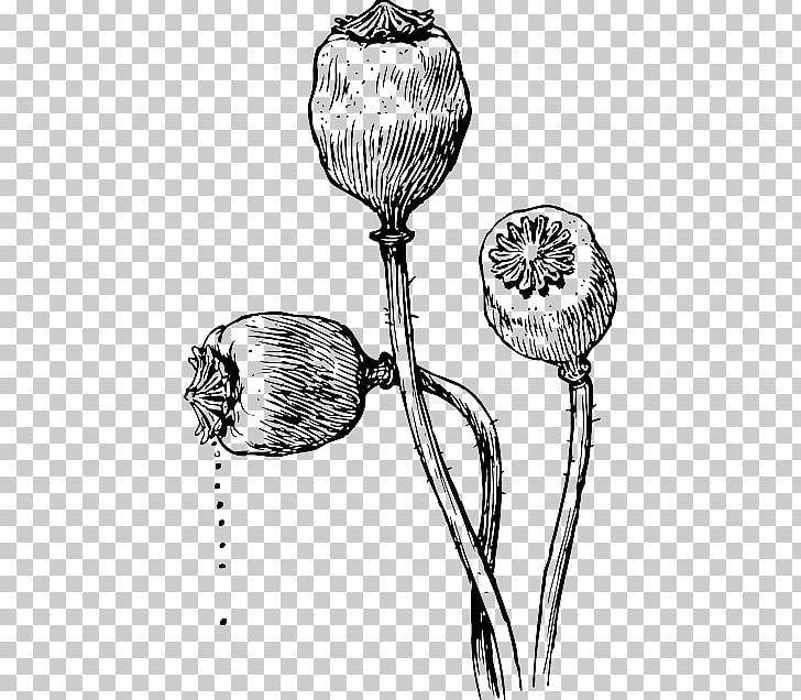 California Poppy Graphics Seed PNG, Clipart, Black And White, California Poppy, Common Poppy, Diagram, Drawing Free PNG Download