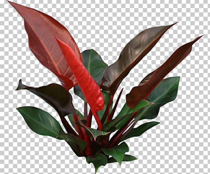 Houseplant Philodendron Erubescens Plant Interscapes Swiss Cheese Plant PNG, Clipart, Arum, Flower, Flowerpot, Food Drinks, Garden Free PNG Download