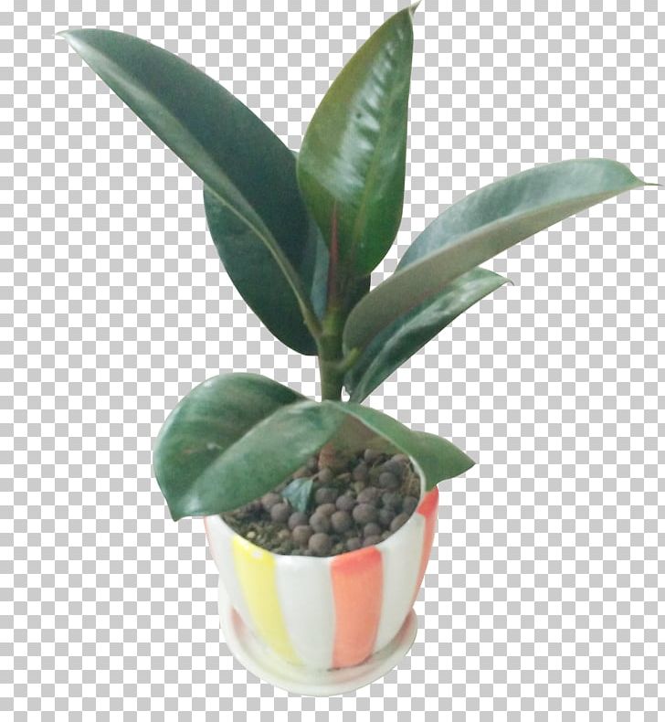 Leaf Flowerpot Houseplant PNG, Clipart, Bonsai, Download, Drawing, Flowerpot, Food Drinks Free PNG Download