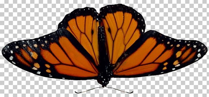 Monarch Butterfly Angangueo Curious Critters PNG, Clipart, Arthropod, Awesomeness, Brush Footed Butterfly, Butterfly, Creatures Free PNG Download
