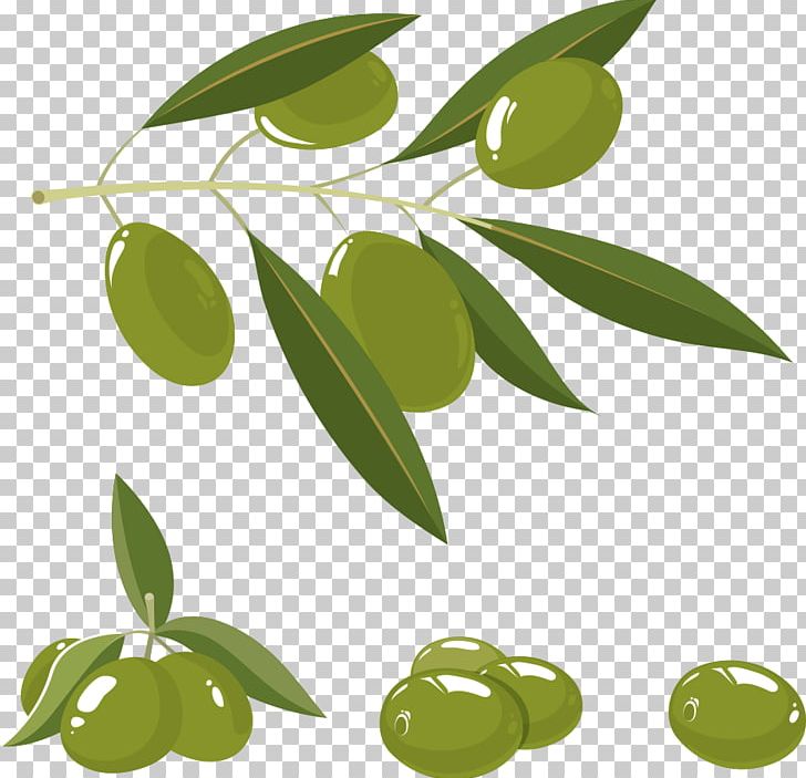 Olive Oil Olive Branch PNG, Clipart, Adobe Illustrator, Black Olive, Branch, Cartoon Olives, Euclidean Vector Free PNG Download