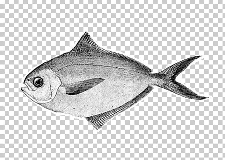 American Butterfish Pampus Argenteus Fish Products Horizontal Plane PNG, Clipart, American Butterfish, Animals, Aquatic Animal, Bertikal, Black And White Free PNG Download