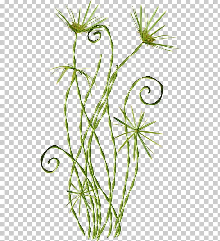Flower Picasa PNG, Clipart, Art, Branch, Drawing, Flora, Flower Free PNG Download