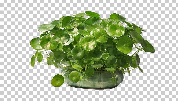 Plant Flowerpot Centella Asiatica Leaf PNG, Clipart, Annual Plant, Apiaceae, Bonsai, Centella, Crassula Arborescens Free PNG Download