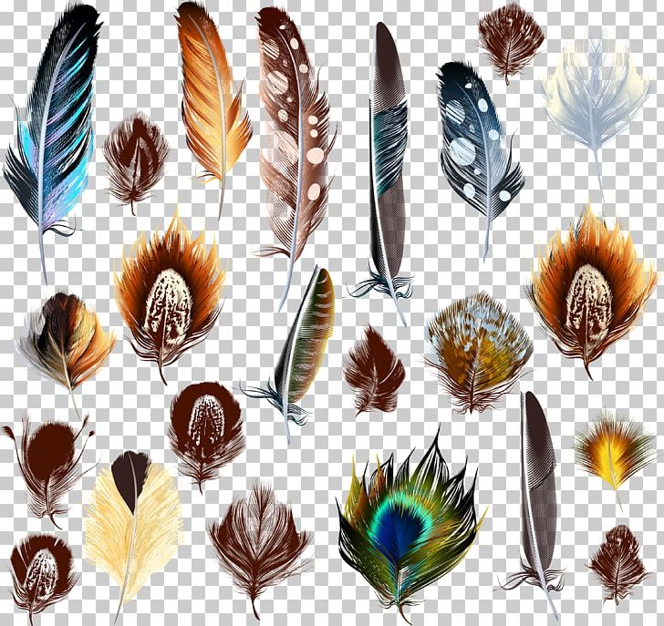 Bird Feather Euclidean PNG, Clipart, Animals, Bird, Drawing, Euclidean Vector, Feather Free PNG Download