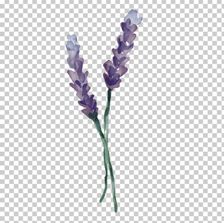English Lavender Twig Plant Stem PNG, Clipart, Branch, Company, English Lavender, Flower, Flowering Plant Free PNG Download