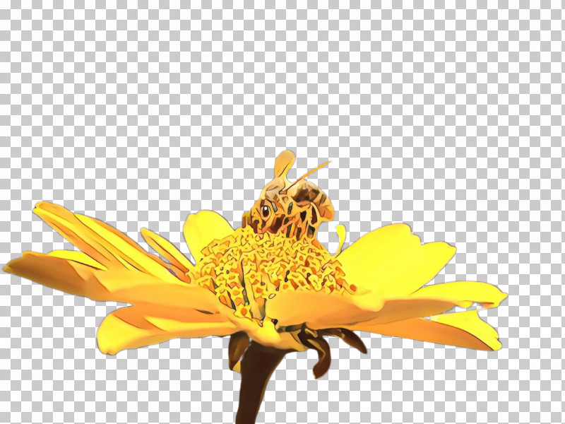 Sunflower PNG, Clipart, Bee, Bee Pollen, Closeup, Daisy Family, Flower Free PNG Download
