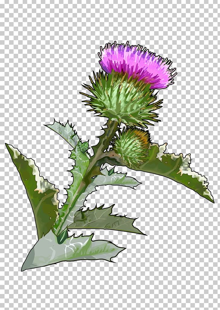 Thistle Onopordum Acanthium Canary Islands Greater Burdock Flower PNG, Clipart, Artichoke, Artichoke Thistle, Burdock, Canary Islands, Cardoon Free PNG Download