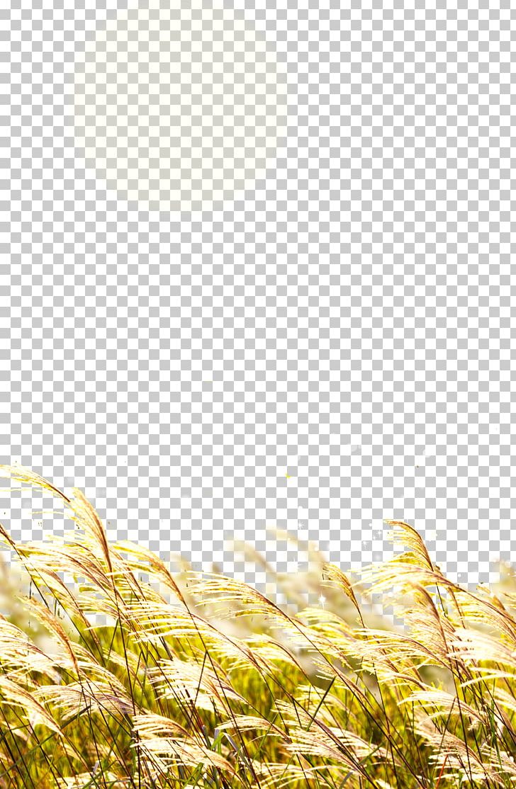 Wheat Straw PNG, Clipart, Autumn, Brown Rice, Commodity, Computer Graphics, Computer Wallpaper Free PNG Download