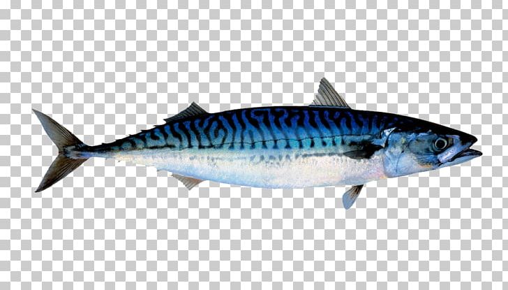 Atlantic Mackerel North Sea Norwegian Sea Fish PNG, Clipart, Animals, Atlantic Cod, Bonito, Bony Fish, Cod Free PNG Download