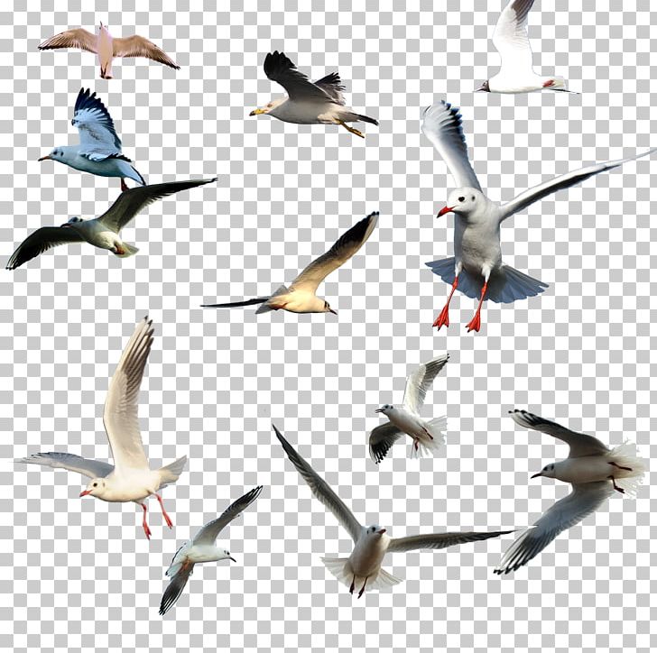 Bird Migration Flight Gulls Wader PNG, Clipart, Animal Migration, Beak, Bird, Bird Flight, Bird Migration Free PNG Download