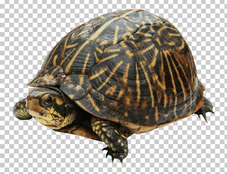 Box Turtles Reptile Portable Network Graphics PNG, Clipart, Animals, Box Turtle, Box Turtles, Chelydridae, Common Snapping Turtle Free PNG Download