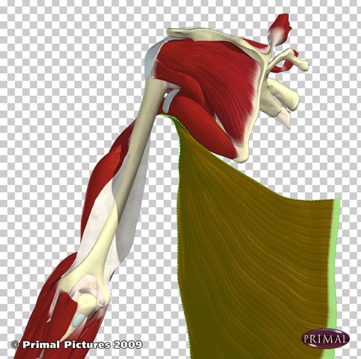 Shoulder PNG, Clipart, Arm, Joint, Latissimus Dorsi, Muscle, Shoulder Free PNG Download