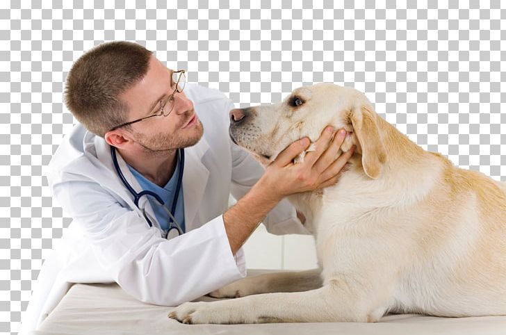 Dog Veterinarian Veterinary Medicine Clinique Vétérinaire Pet PNG, Clipart, Animal, Animals, Cat, Companion Dog, Dog Free PNG Download