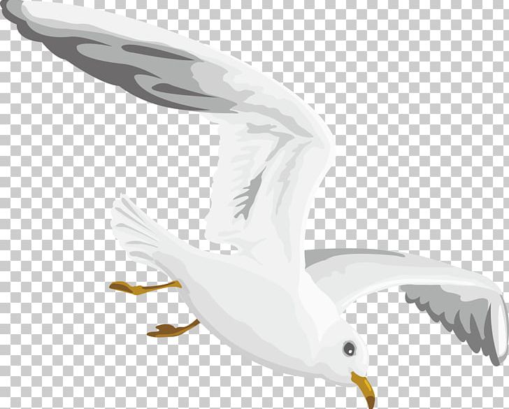 Gulls European Herring Gull PNG, Clipart, Aircraft, Animals, Beak, Bird, Charadriiformes Free PNG Download