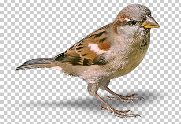 House Sparrow PNG, Clipart, Animals, Bird, Digital Image, Download, Emberizidae Free PNG Download