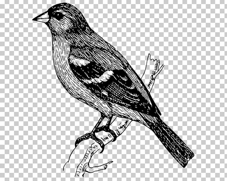 Bird Drawing Graphics PNG, Clipart, Animals, Artwork, Beak, Bird, Bird Nest Free PNG Download
