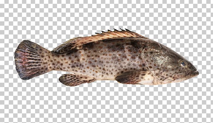 Orange-spotted Grouper Hamour Giant Grouper Fish PNG, Clipart, Animals, Bluespotted Grouper, Bony Fish, Cod, Coral Reef Free PNG Download