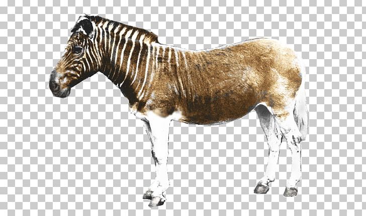 Quagga Project Cape Province Horse Zebra PNG, Clipart,  Free PNG Download