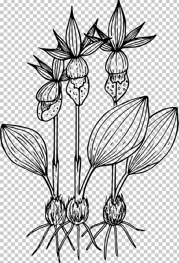 Drawing Calypso Flower PNG, Clipart, Artwork, Botany, Branch, Fictional Character, Flower Free PNG Download