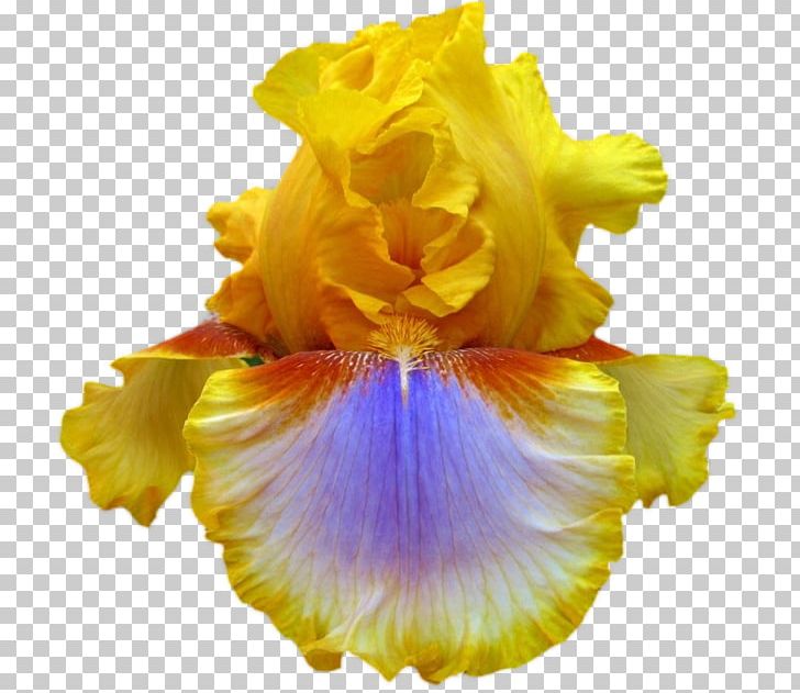 Iris Sibirica Flower Yellow Iris Ser. Sibiricae Garden PNG, Clipart, Color, Flower, Flower Garden, Flowering Plant, Garde Free PNG Download