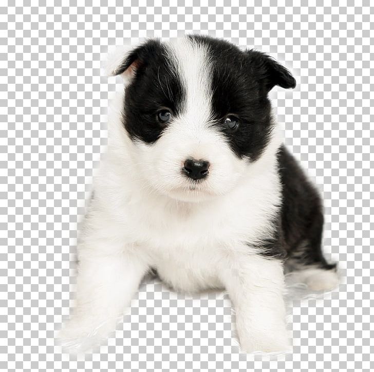 Border Collie Puppy Pet PNG, Clipart, Animal, Animals, Baby, Baby Clothes, Baby Girl Free PNG Download