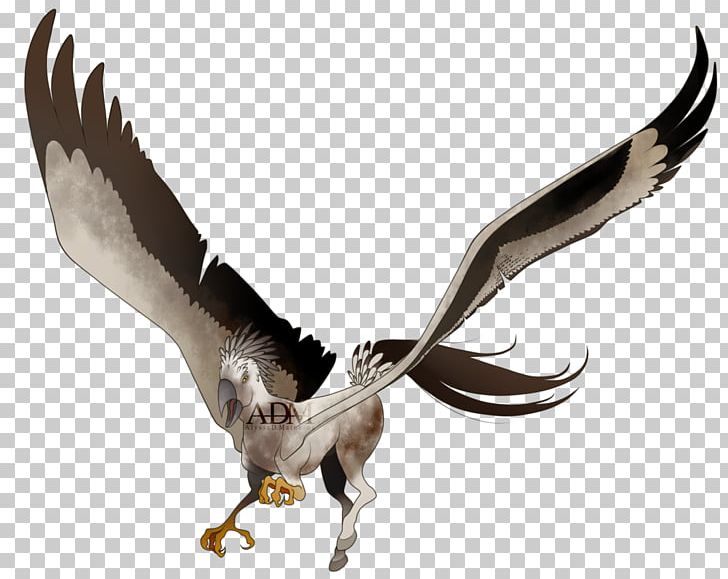 Eagle Vulture Fauna Beak Feather PNG, Clipart, Accipitriformes, Animals, Beak, Bird, Bird Of Prey Free PNG Download