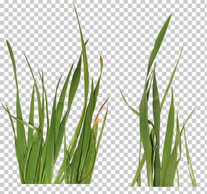 Grasses PNG, Clipart, Cim, Clip Art, Commodity, Download, Grass Free PNG Download