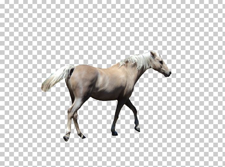 Mustang Foal Pony Stallion Arabian Horse PNG, Clipart, Animal Figure, Arabian Horse, Colt, Foal, Halter Free PNG Download