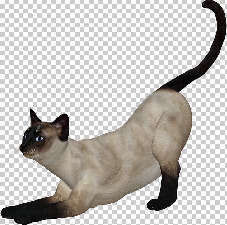 Siamese Cat Tonkinese Cat Kitten Domestic Short-haired Cat PNG, Clipart, Animals, Background White, Black White, Carnivoran, Cartoon Free PNG Download