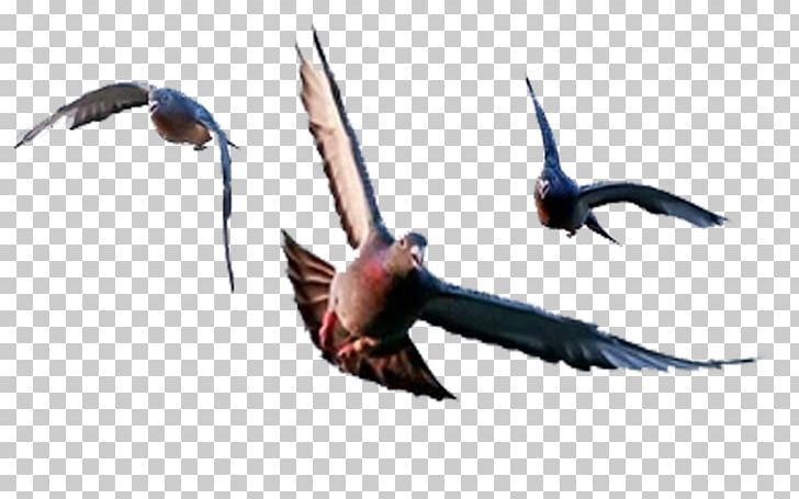 Beak Swallow Fauna Feather PNG, Clipart, Animals, Beak, Bird, Fauna, Feather Free PNG Download