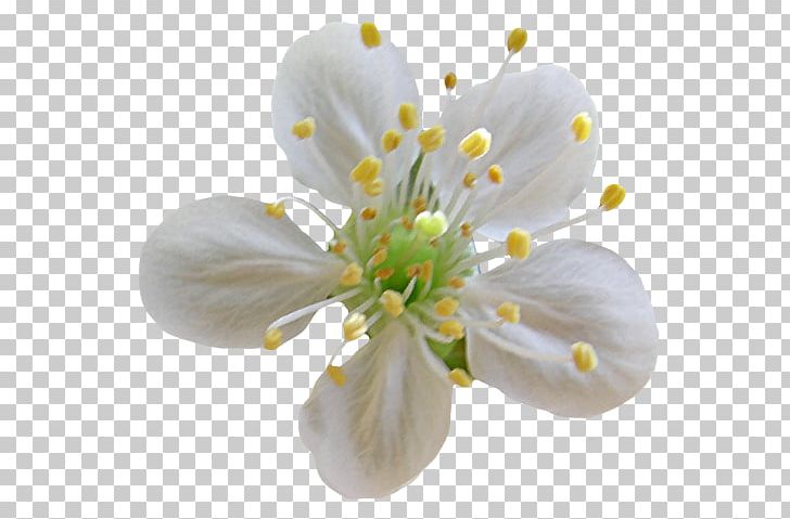 Flower Tsvetushchiy PNG, Clipart, Apples, Blossom, Branch, Cerasus, Cherry Blossom Free PNG Download