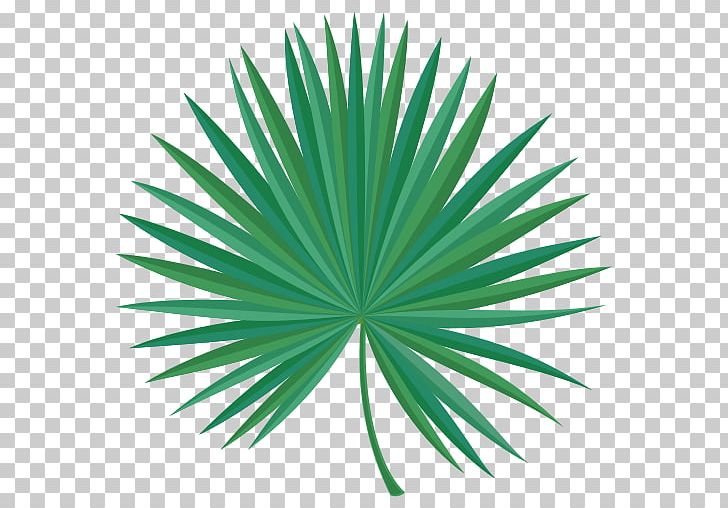 Green Saw Palmetto Extract Line Leaf PNG, Clipart, Arecales, Art, Grass, Green, Leaf Free PNG Download