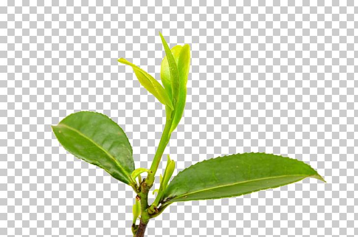 Green Tea Anhua County Leaf Bud PNG, Clipart, Anhua County, Black Tea, Branch, Bud, Buds Free PNG Download