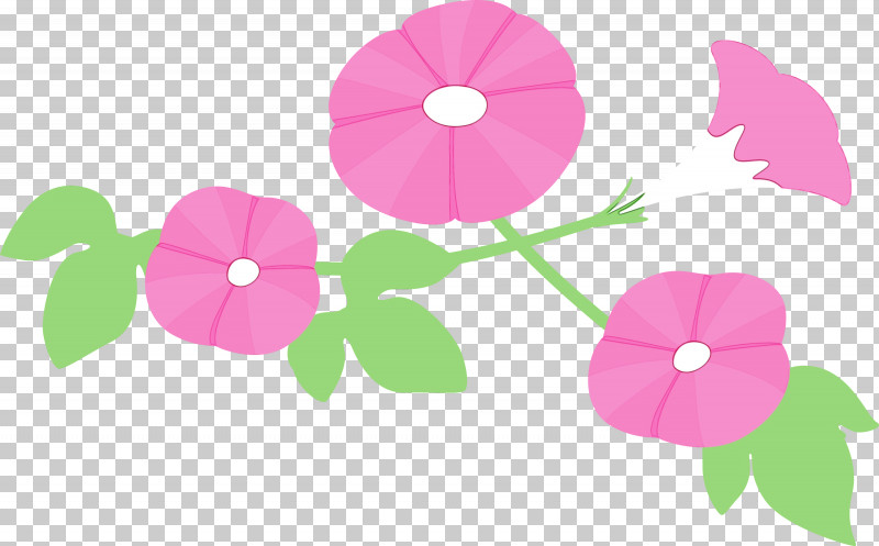 Pink Petal Flower Plant Morning Glory PNG, Clipart, Flower, Impatiens, Magenta, Morning Glory, Morning Glory Flower Free PNG Download