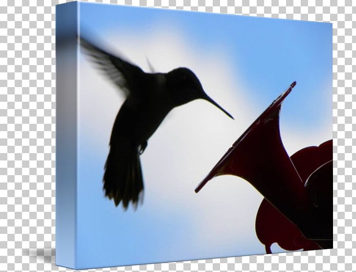Flightless Bird Wing Hummingbird M Beak PNG, Clipart, Animals, Beak, Bird, Flightless Bird, Hummingbird Free PNG Download