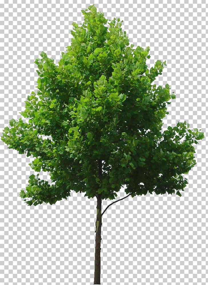 Tree Birch Lindens PNG, Clipart, 3d Computer Graphics, Birch, Branch, Clip Art, Computer Icons Free PNG Download
