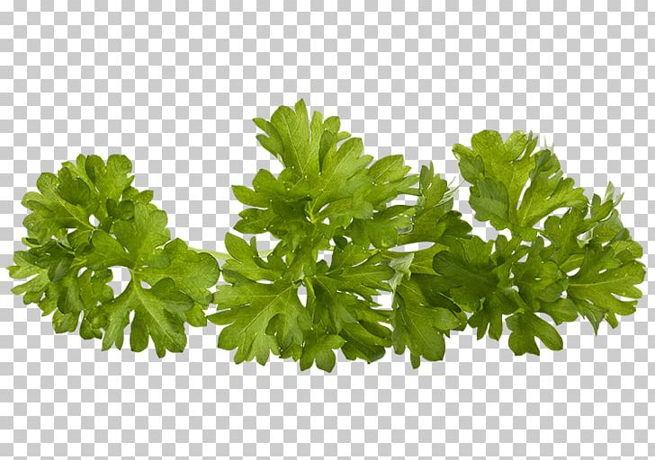 Parsley Herb Greater Celandine PNG, Clipart, Asb, Berry, Coriander, Depositphotos, Element Free PNG Download