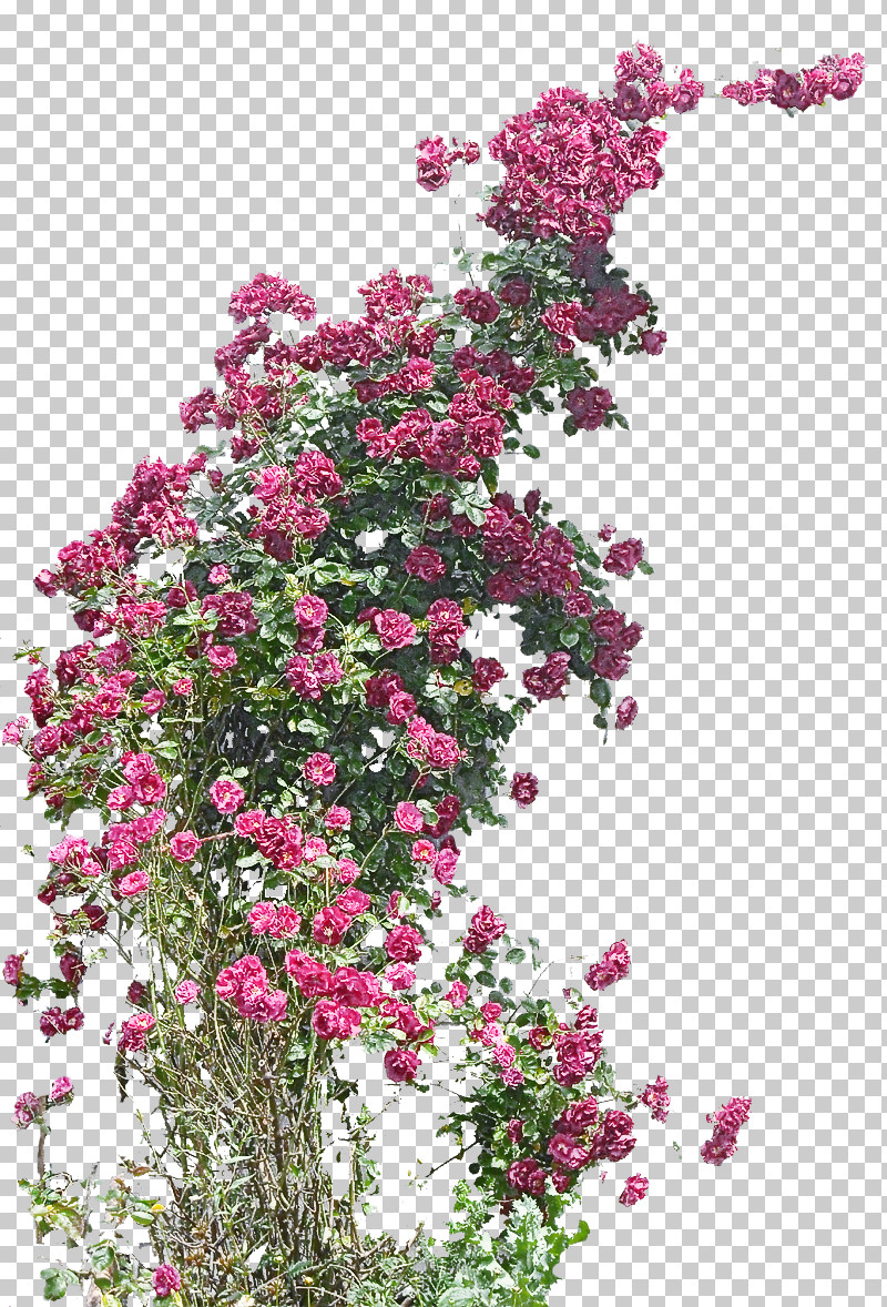 Rose PNG, Clipart, Bougainvillea, Crape Myrtle, Flower, Pink, Plant Free PNG Download