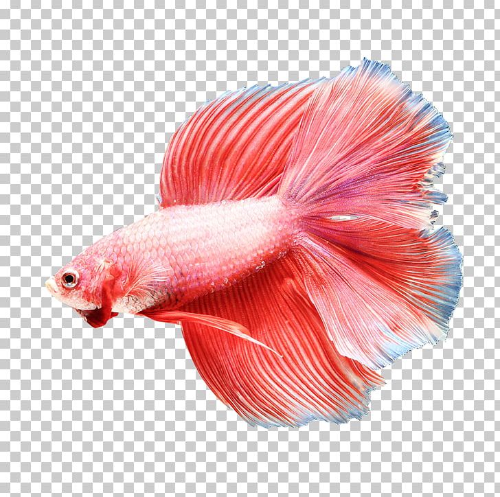 Siamese Fighting Fish Goldfish Aquarium Fish Feed Eating PNG, Clipart, Animals, Aquarium Fish Feed, Betta, Butterfly, Color Free PNG Download