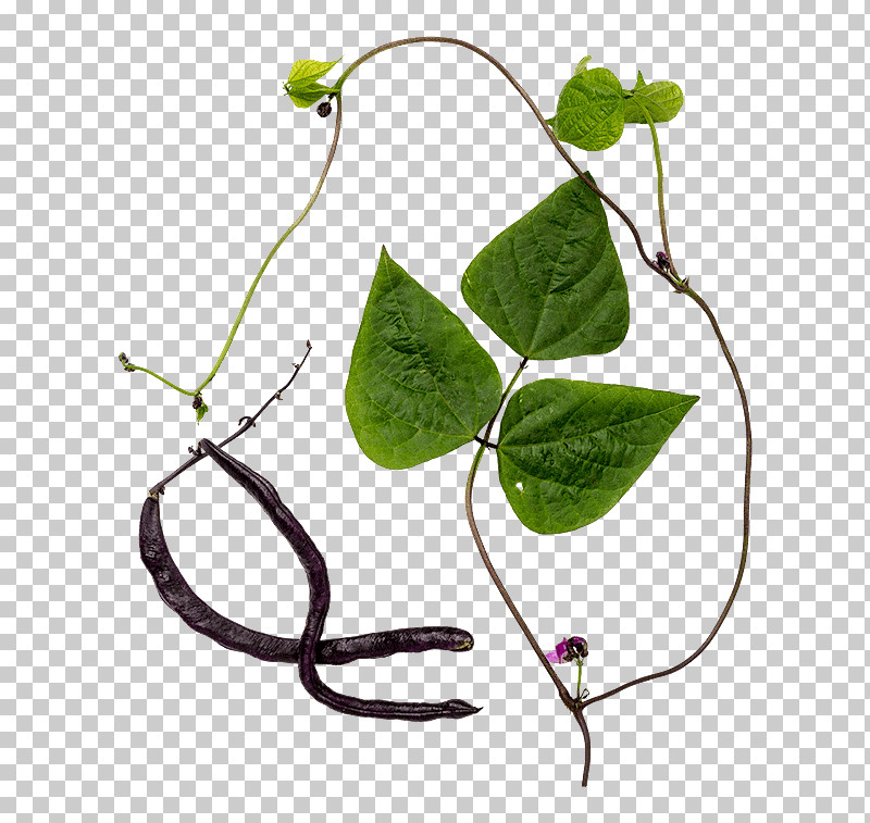 Common Bean Plant Stem Meter Magic Flora PNG, Clipart, Barrel, Boiling, Common Bean, Flora, Lexicon Free PNG Download