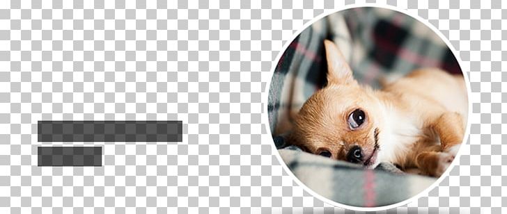 Chihuahua Puppy Cat Pomeranian Pet PNG, Clipart, Animal, Animal Rescue Group, Animals, Banner, Breed Free PNG Download