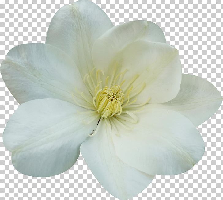 Flowering Plant Petal Magnoliaceae PNG, Clipart, Family, Flower, Flowering Plant, Magnolia, Magnoliaceae Free PNG Download