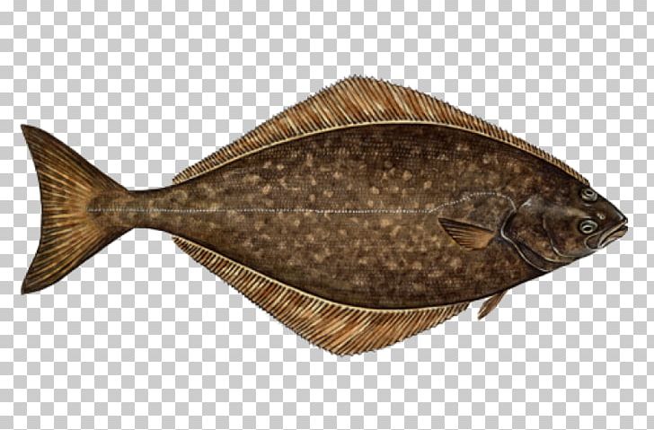 Atlantic Halibut Flatfish Sustainable Seafood PNG, Clipart, Alaska Pollock, Animals, Atlantic Cod, Atlantic Halibut, California Halibut Free PNG Download