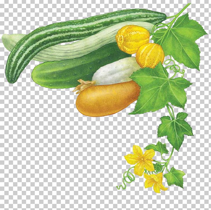 Cucumber Vegetable Summer Squash Mustard Plant Zucchini PNG, Clipart, Armenian Cucumber, Brassica Juncea, Cucumber, Cucumber Beetle, Cucumber Gourd And Melon Family Free PNG Download